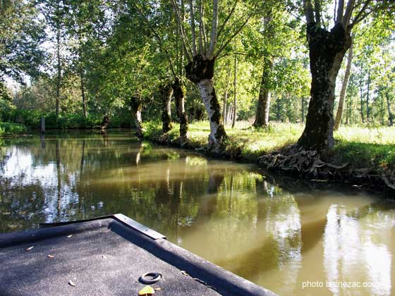 marais Poitevin, frênes tétards