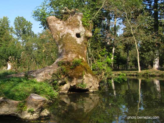 Marais Poitevin, frêne centenaire