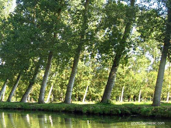 marais poitevin, alignement de peupliers