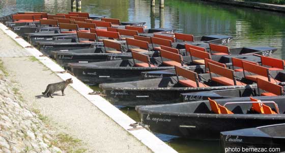 Coulon le chat et les barques