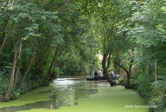 Marais Poitevin, les lentilles vertes