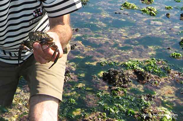 pêche à pied à Cordouan