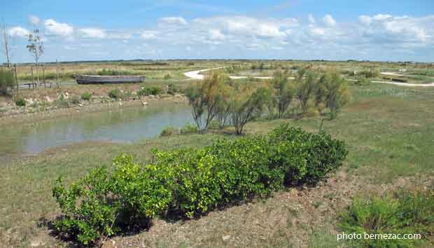 Marennes, cité de l'huître, promenade au milieu des claires