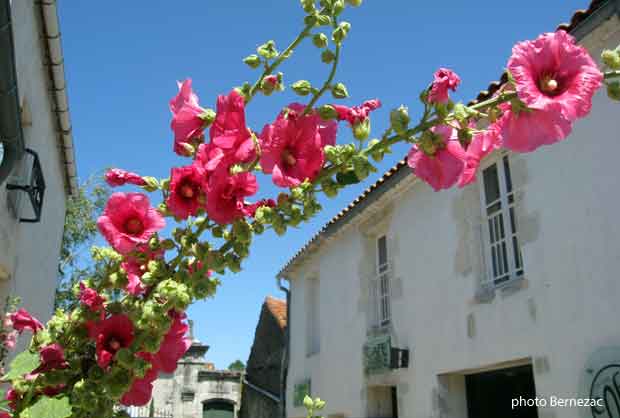 Mornac, roses trémières