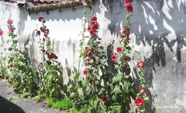 Mornac-sur-Seudre, rue fleurie