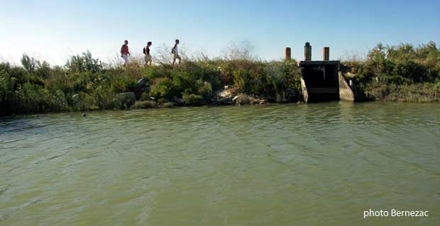 Les taillées du marais de Mornac-sur-Seudre