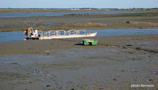 La Seudre à marée basse