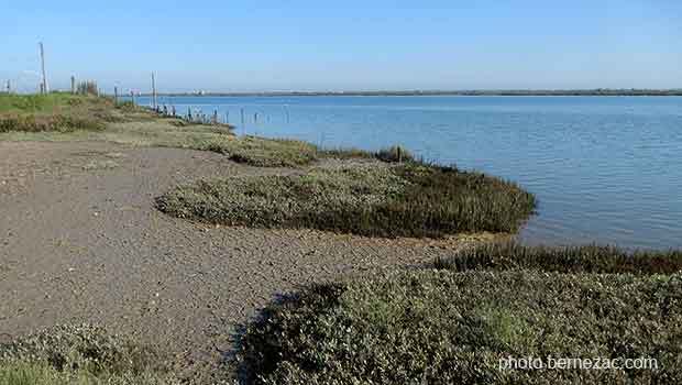 La Seudre à Mornac, vue vers l'aval