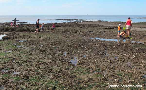 saint-palais-sur-mer, le Platin, pêche à pied