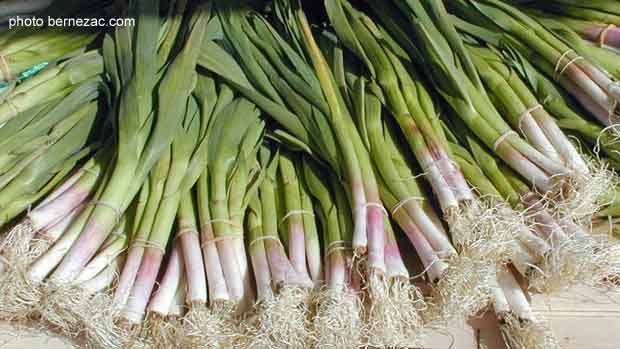 Royan, le marché, "aillet" ou ail vert