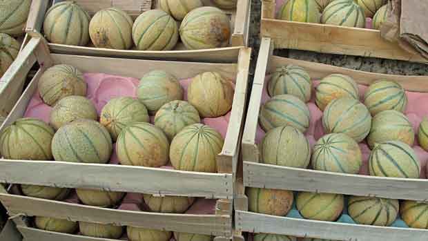 Royan, le marché, les melons charentais